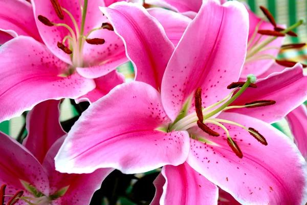 Lilienblüte — Stockfoto