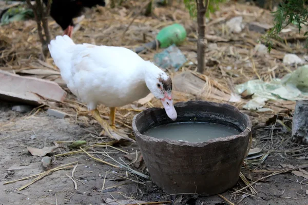 Pato comer en el jardín — Foto de Stock