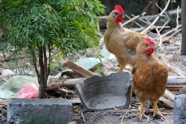 Курица в саду — стоковое фото