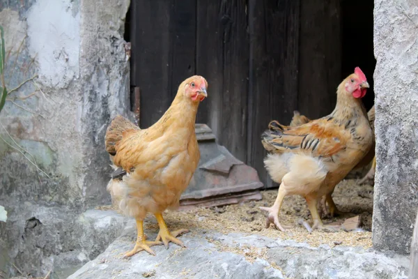 Zwei kleine Hühner im Garten — Stockfoto