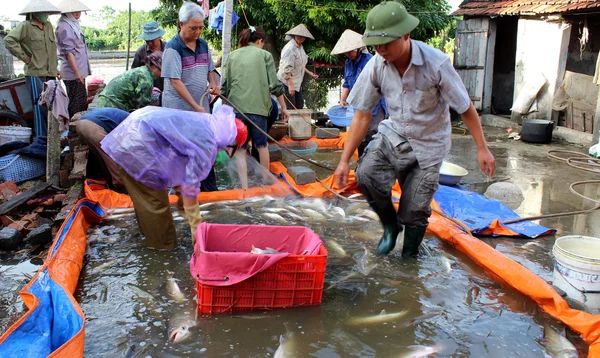 Pescadores cosechan pescado —  Fotos de Stock