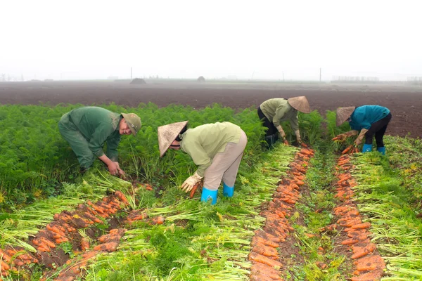 Agricultores colhem cenouras no campo — Fotografia de Stock