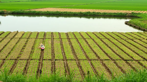 Campo de verduras — Fotografia de Stock