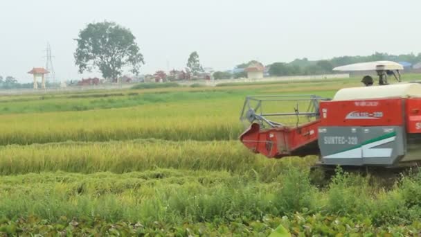 Maaimachine snijden rijst in een veld — Stockvideo