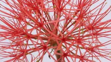 Beyaz arkaplanda kırmızı çiçekler