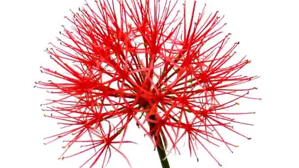 fleurs rouges sur fond blanc