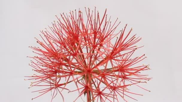 白色背景上的红色花朵 — 图库视频影像