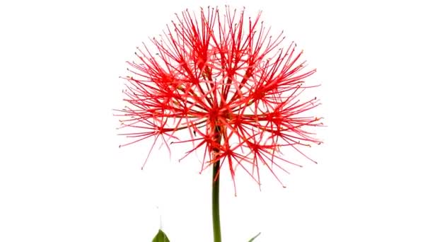 fleurs rouges sur fond blanc