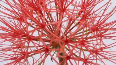 Beyaz arkaplanda kırmızı çiçekler