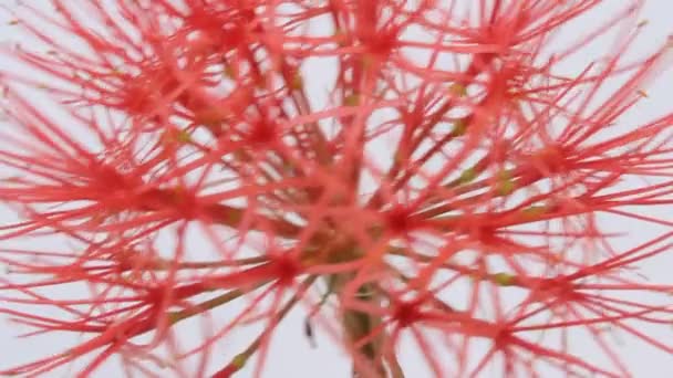 Red flowers on a white background — Stock Video