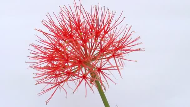 Flores rojas sobre un fondo blanco — Vídeos de Stock