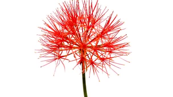 fleurs rouges sur fond blanc
