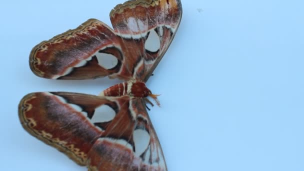 Большая коричневая бабочка на белом фоне — стоковое видео
