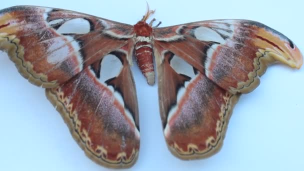 Mariposa marrón grande sobre fondo blanco — Vídeos de Stock