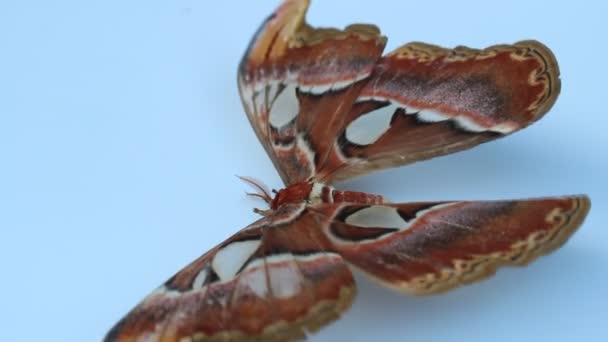 Mariposa marrón grande sobre fondo blanco — Vídeo de stock