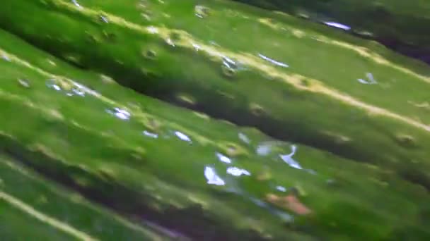 Komkommers Wassen Snijden — Stockvideo