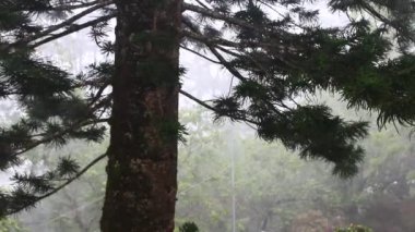 Yağmur ve ağaç manzaraları