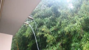 Yağmur ve ağaç manzaraları