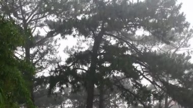 Yağmur ve ağaç manzaraları