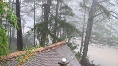 Yağmur ve ağaç manzaraları