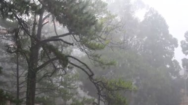 Yağmur ve ağaç manzaraları