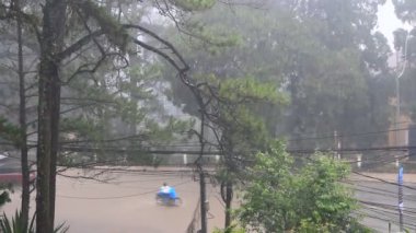 Yağmur ve ağaç manzaraları