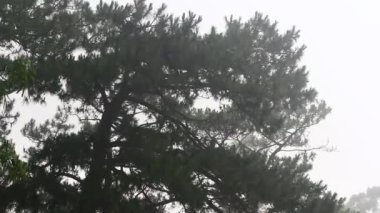 Yağmur ve ağaç manzaraları