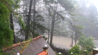 Yağmur ve ağaç manzaraları