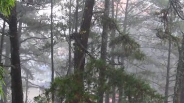 Yağmur ve ağaç manzaraları