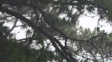 Yağmur ve ağaç manzaraları