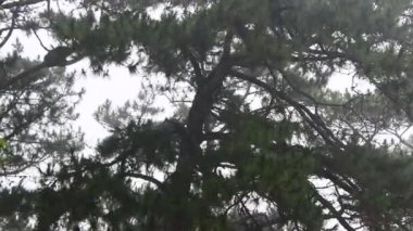 Domuz eti, tavuk ve sebzeden yemek hazırlar.