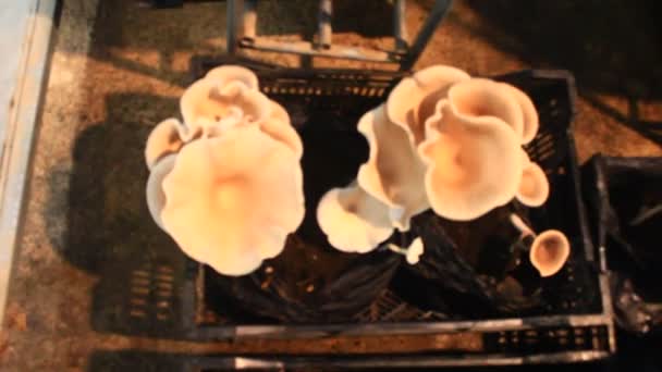 Fazenda Está Cultivando Cogumelos — Vídeo de Stock