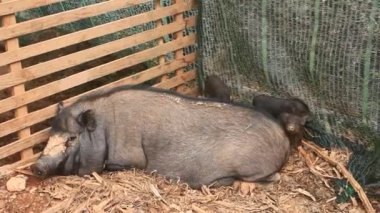 Ahırdaki domuzlar ve domuzlar