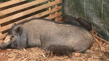 Ahırdaki domuzlar ve domuzlar