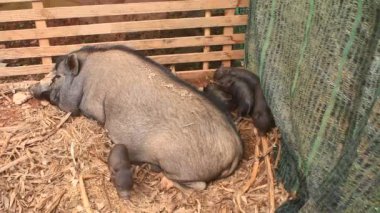 Ahırdaki domuzlar ve domuzlar