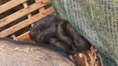 Ahırdaki domuzlar ve domuzlar