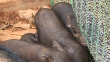 Ahırdaki domuzlar ve domuzlar