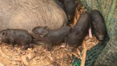 Ahırdaki domuzlar ve domuzlar