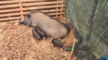 Ahırdaki domuzlar ve domuzlar