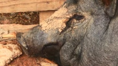 Ahırdaki domuzlar ve domuzlar