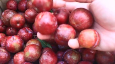 Olgun erikler bir kutuda