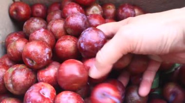 Olgun erikler bir kutuda