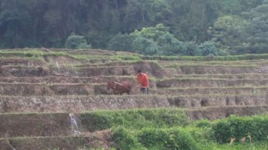 Çiftçi ineklerin tarlalarını sürüyor.