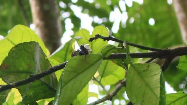 Αράχνη Έπιασε Θήραμα Στο Δέντρο — Αρχείο Βίντεο