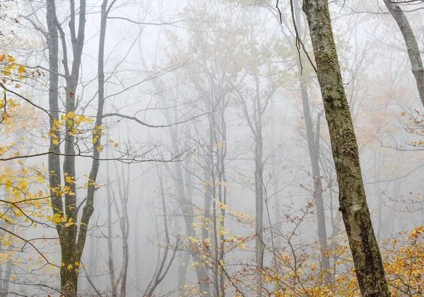 Туманный Лес Тропе Кедр Ран Национальный Парк Шенандоа Вирджиния — стоковое фото