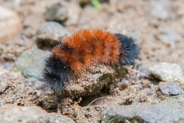 Wooly Bear Caterpillar Appalachian Trail Shenandoah National Park Virginia — Stock Photo, Image