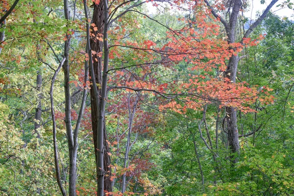 Foliage Land Run Trail Shenandoah National Park Virginia — Stock Photo, Image