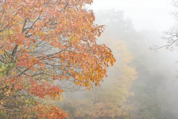 Herbstnebel Und Laub Shenandoah National Park Virginia — Stockfoto