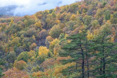 Sonbaharda Evergreen ve hardwood 'lar, Shenandoah Ulusal Parkı, Virginia