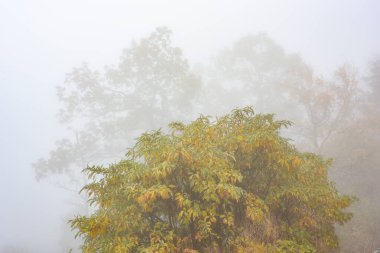 Compton Gap, Shenandoah Ulusal Parkı, Virginia yakınlarında sis ve yapraklar.